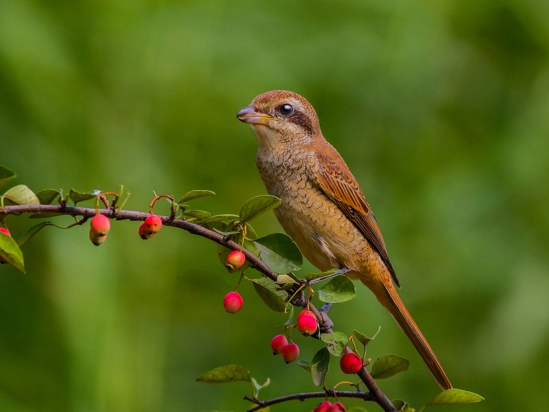 紅尾伯勞鳥圖片