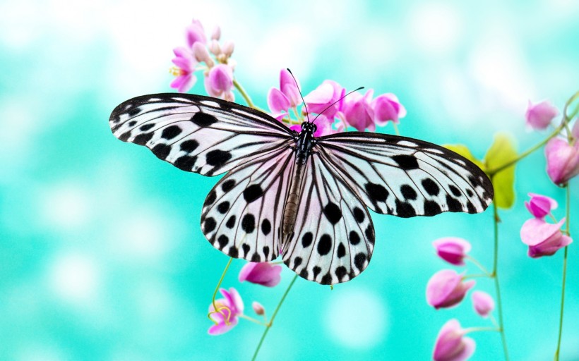 美丽的蝴蝶图片