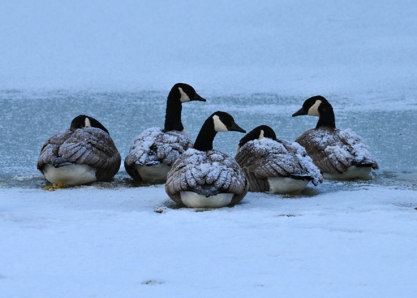 喜集群的加拿大黑雁图片