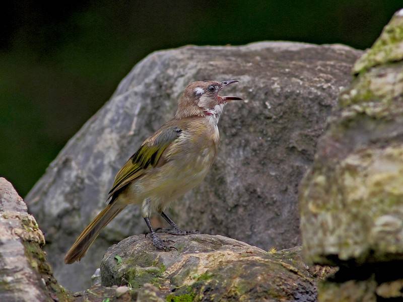 中國(guó)野生鳥類領(lǐng)雀嘴鵯圖片