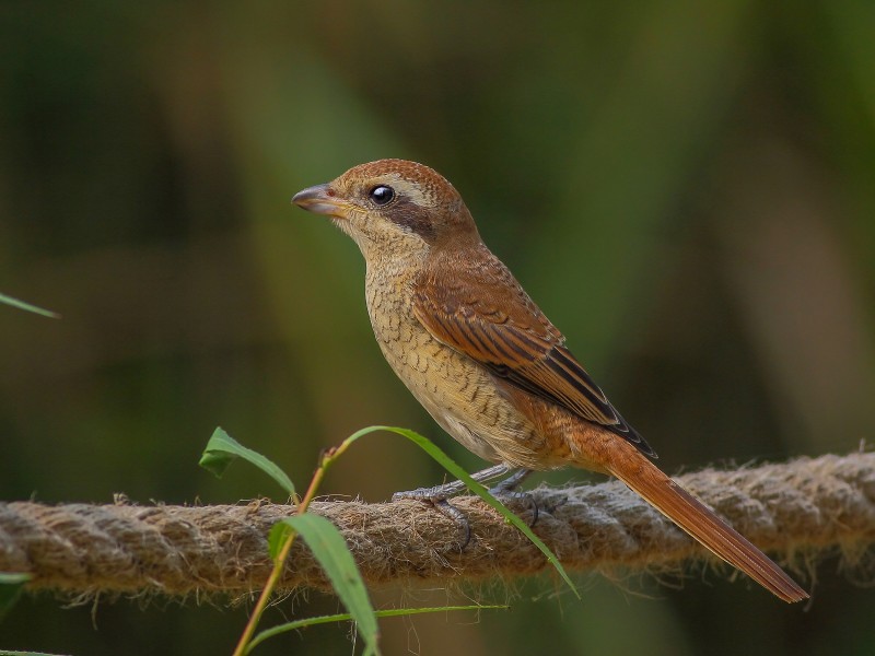 紅尾伯勞鳥圖片