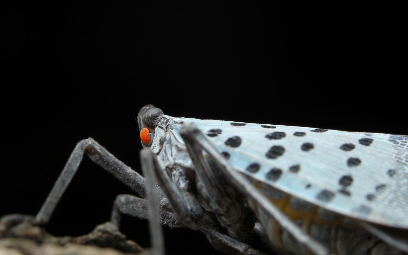 昆虫微距图片
