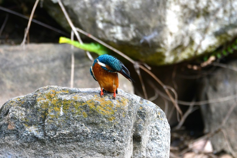 翠鳥圖片