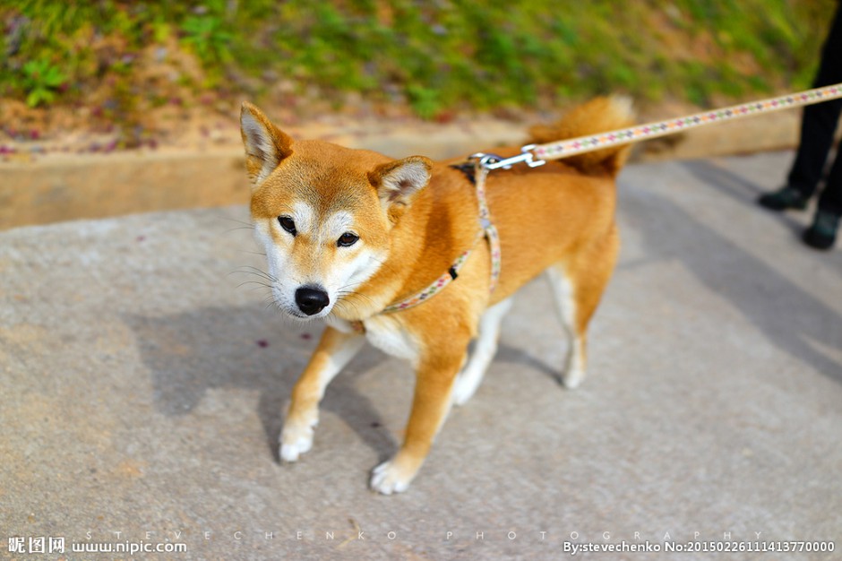 溫順的純種秋田犬圖片