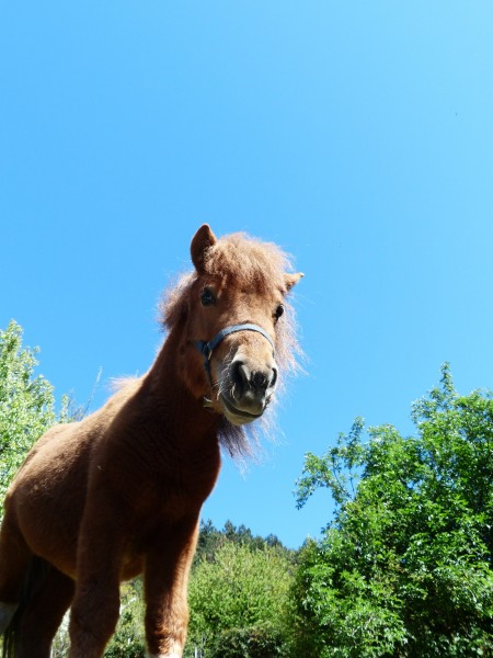 矮馬、小馬圖片