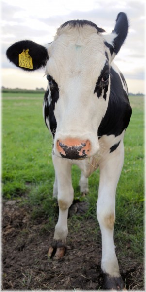 荷兰黑白花奶牛和乳牛图片