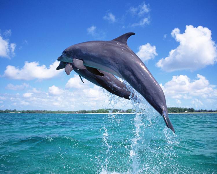 跃出水面的海豚桌面壁纸