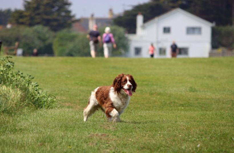 英國跳獵犬圖片