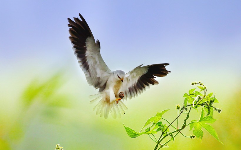 黑翅鳶鳥類圖片