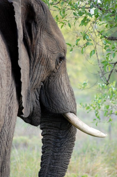 elephant-tusk-ivory-animal-53125