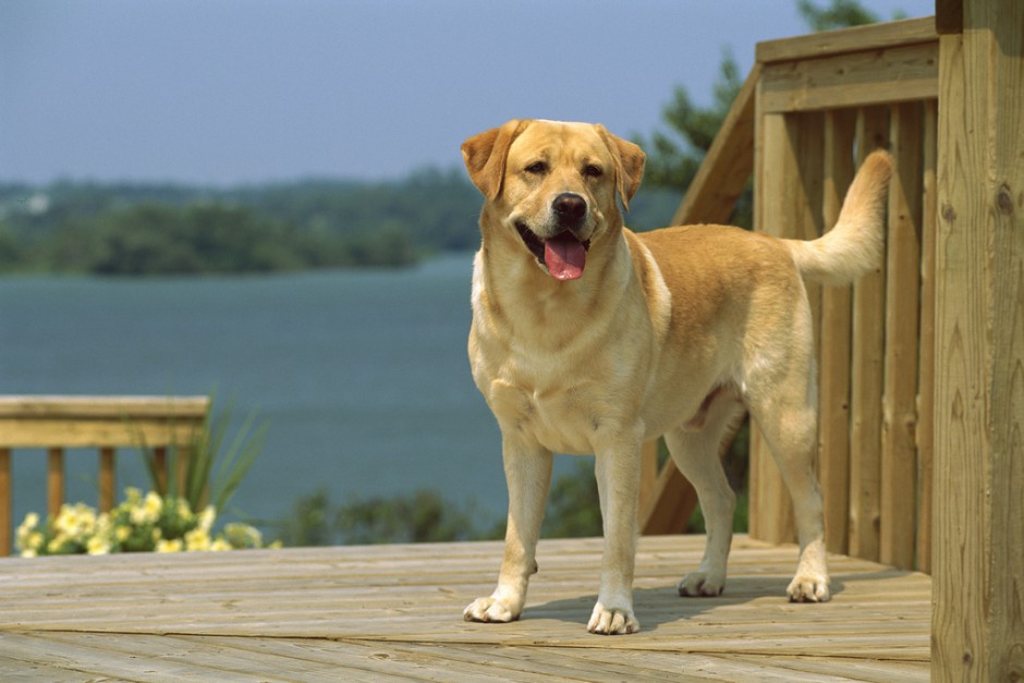 純種黃色拉布拉多犬圖片