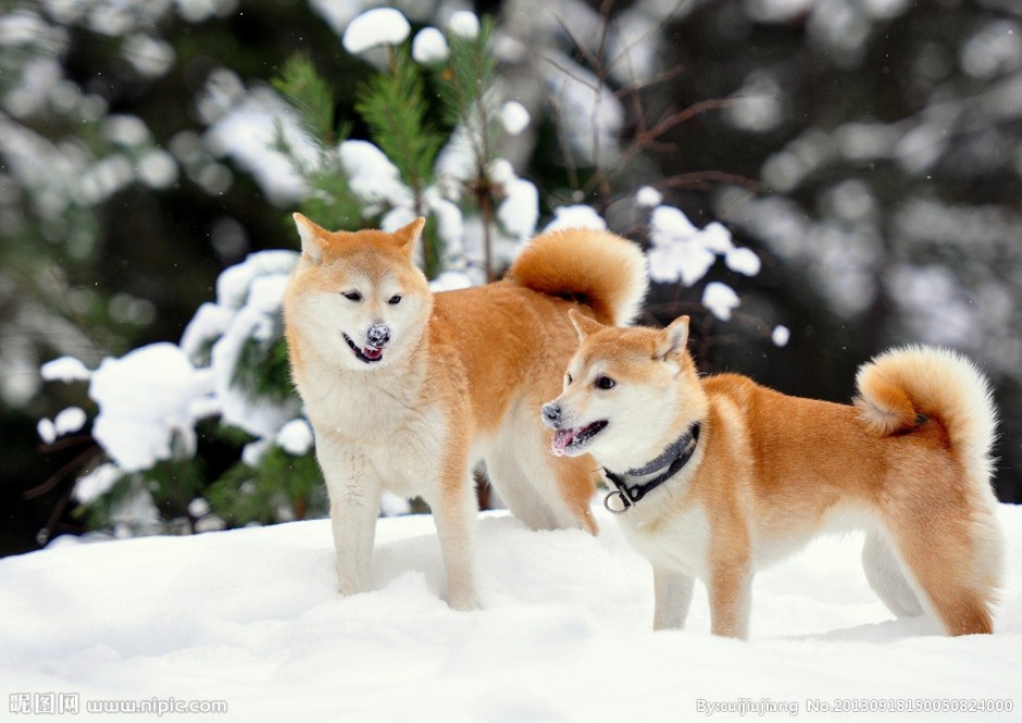 日本柴犬微笑的圖片大全