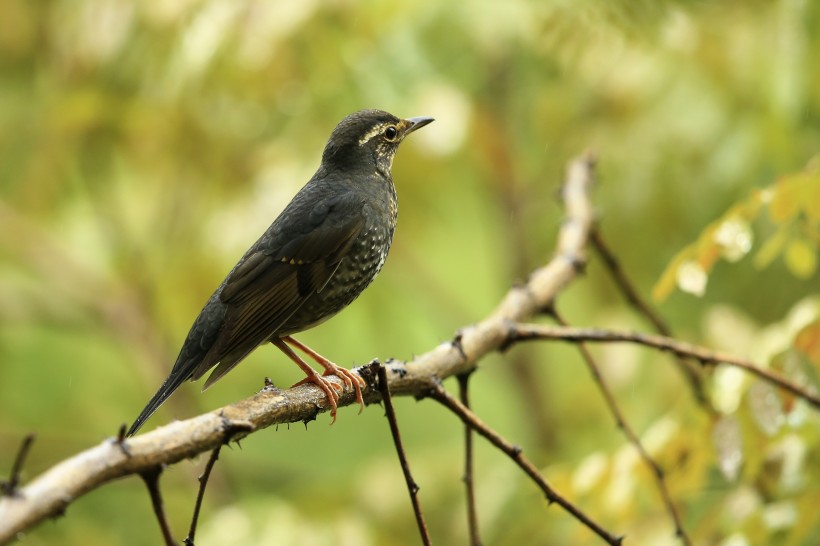 白眉歌鶇鳥類圖片