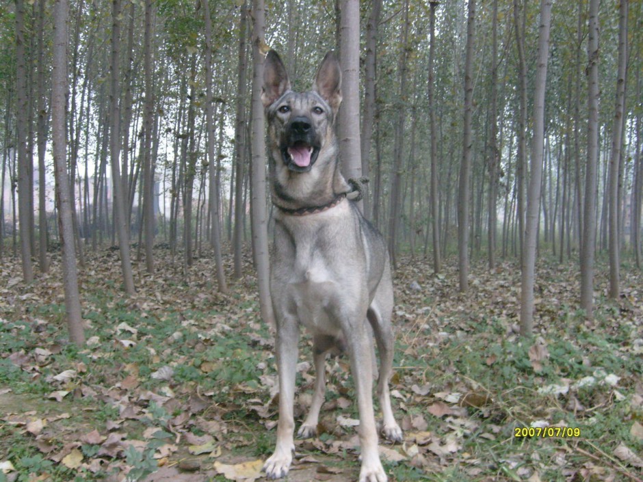 昆明狼青犬戶外狩獵圖片