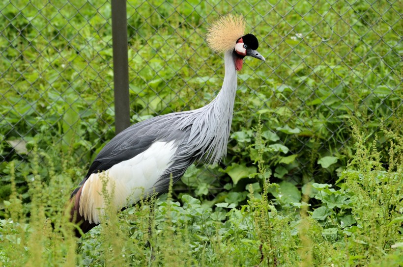 西非冠鶴鳥類圖片