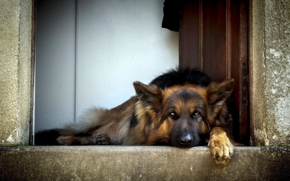 德國黑背犬圖片寫真欣賞