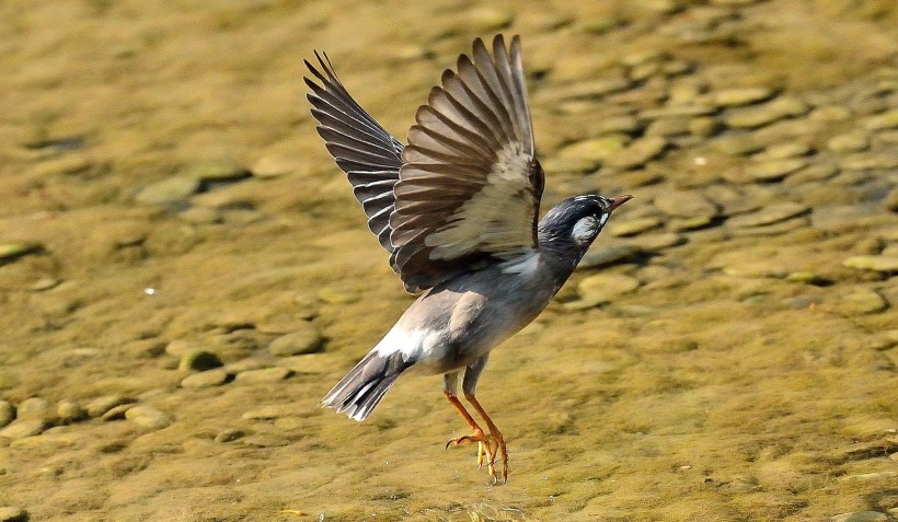 灰椋鳥圖片