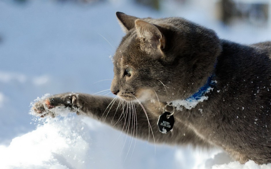 雪地玩耍的英短猫咪图片壁纸