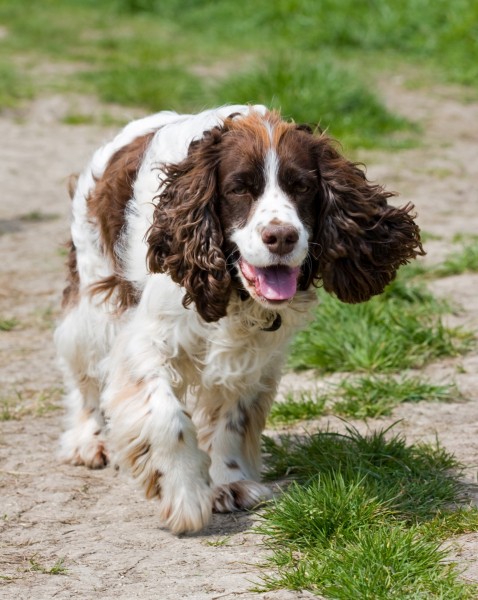 英国跳猎犬图片