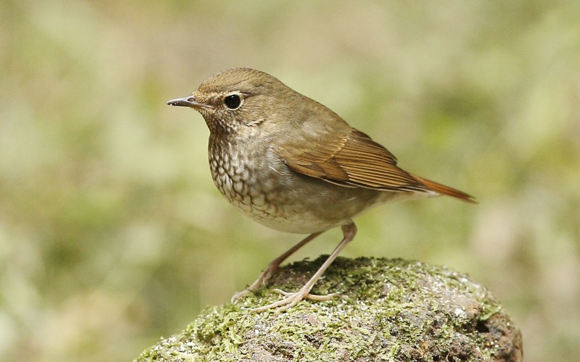 紅尾歌鴝鳥類圖片