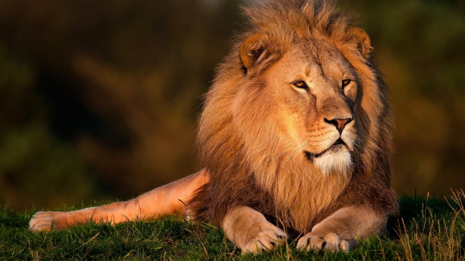 百兽之王非洲狮子高清摄影图片