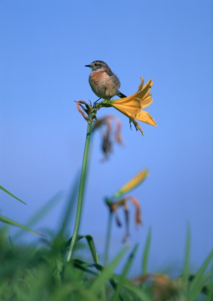 夏季樹枝上的鳥圖片