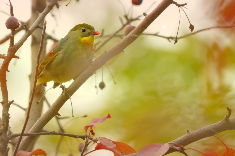 紅嘴相思鳥圖片