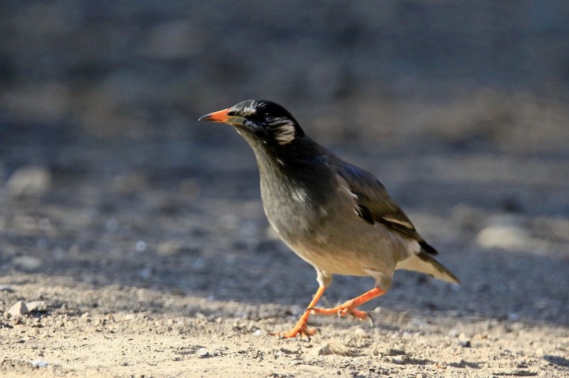 灰椋鳥圖片