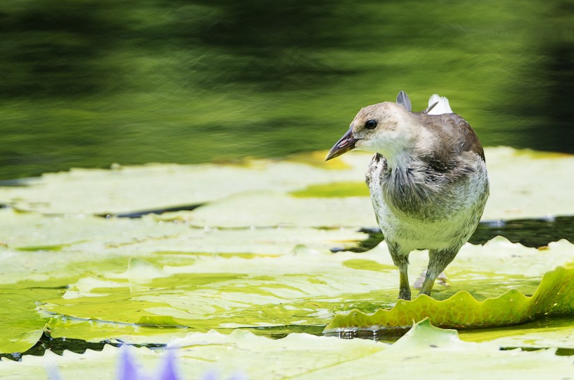 苦惡鳥圖片