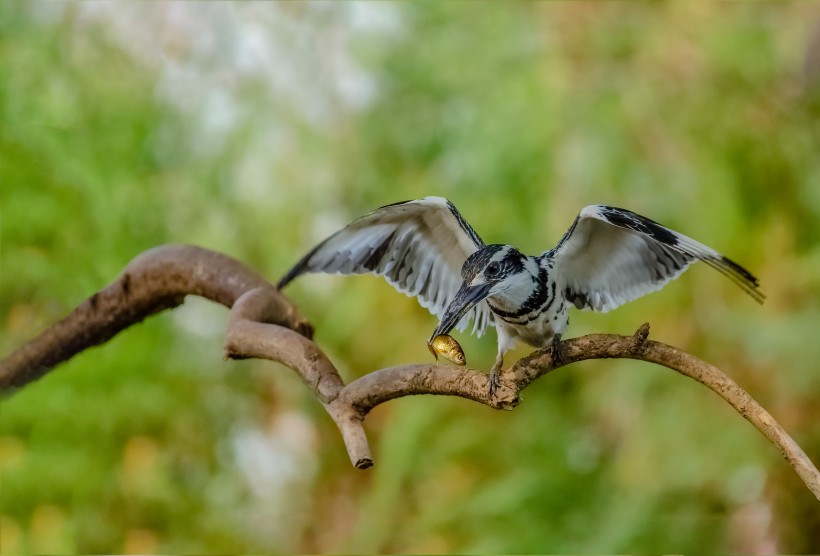 斑魚狗鳥類圖片