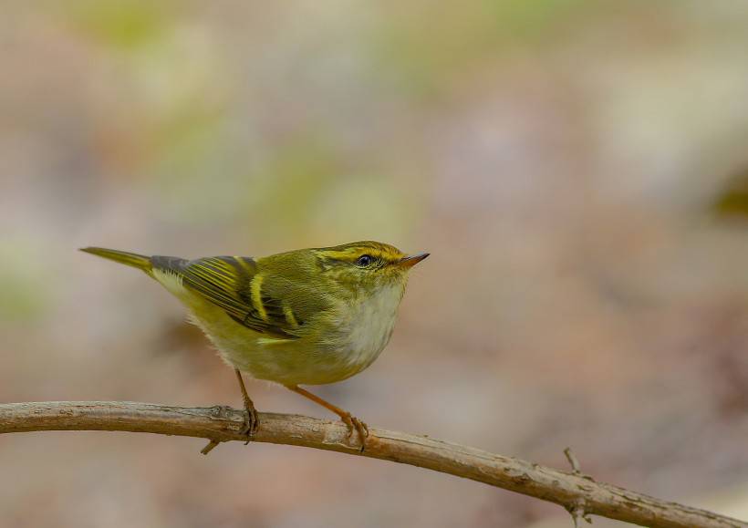 野生鳥類柳鶯圖片大全