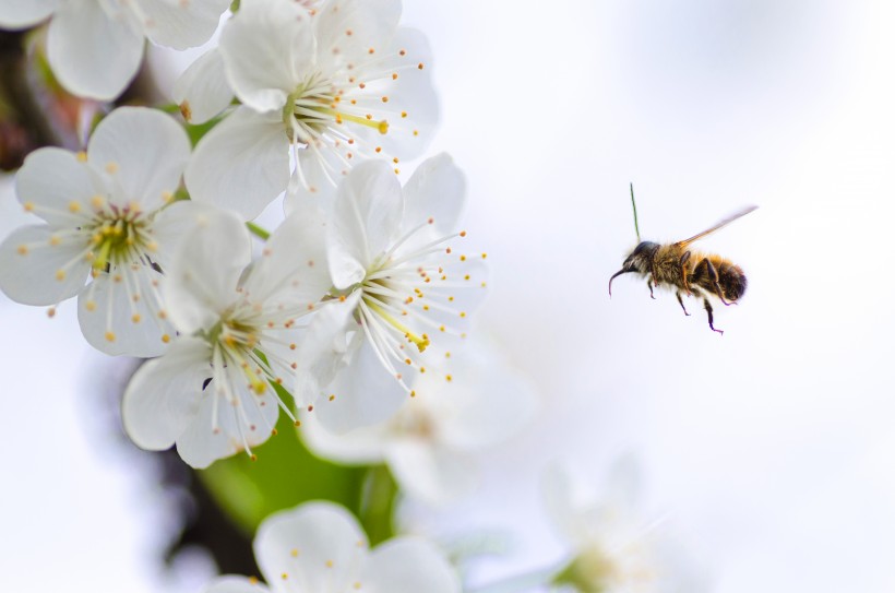 采花粉的蜜蜂图片