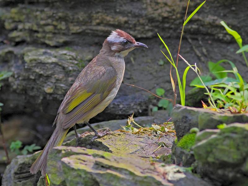 中國野生鳥類領(lǐng)雀嘴鵯圖片