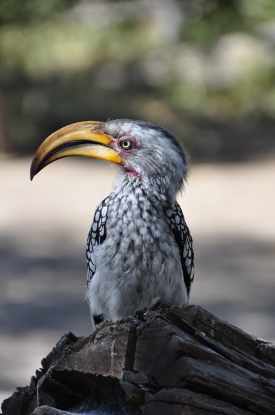 奇特珍貴的犀鳥圖片