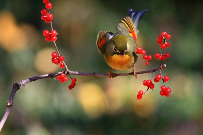 紅嘴相思鳥圖片