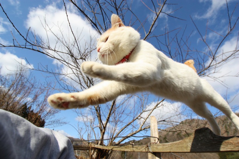 超级憨态可爱的猫叔图片 第二辑