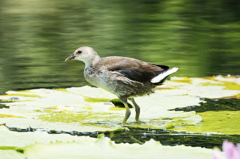 苦惡鳥圖片