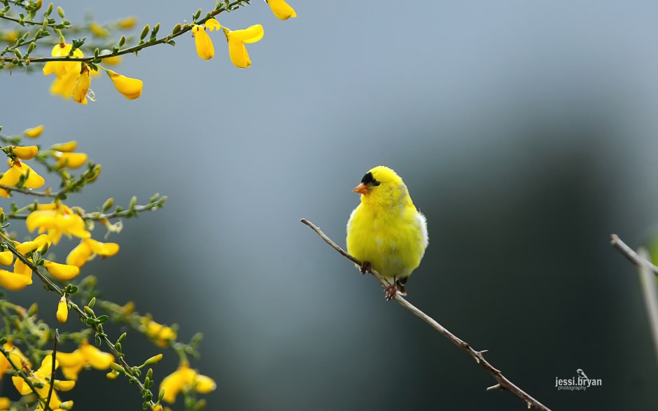 東北野生鳥類圖片高清攝影