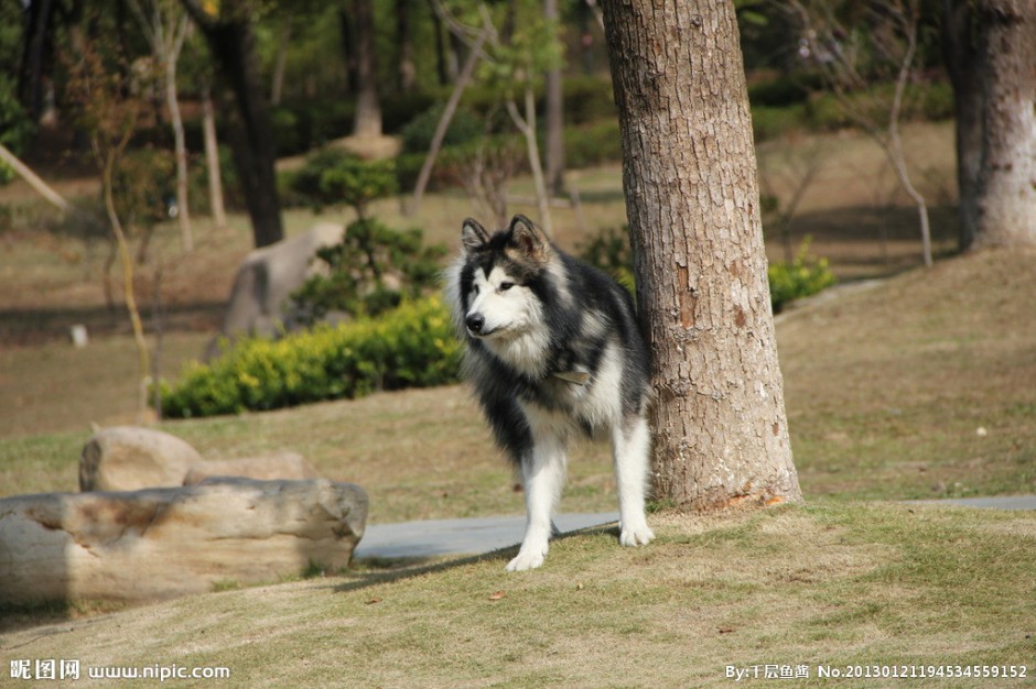 寵物狗阿拉斯加犬圖片大全