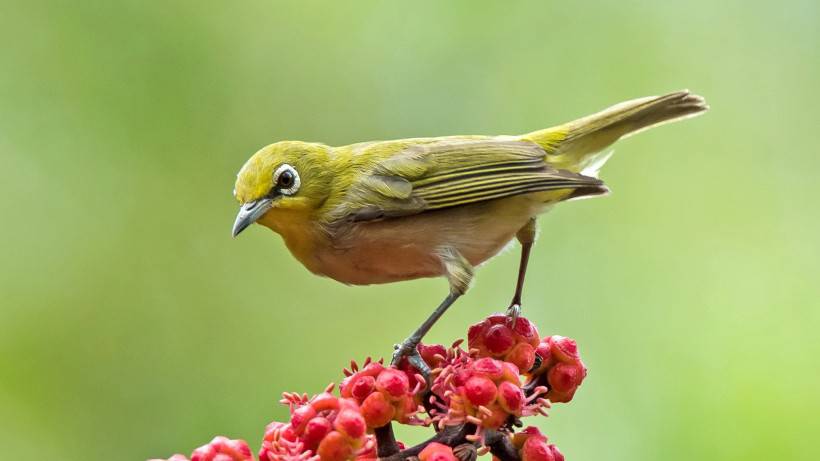 野生動(dòng)物鳥(niǎo)類(lèi)圖片近距離攝影特寫(xiě)