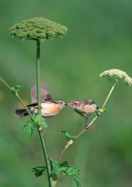 夏季樹枝上的鳥圖片