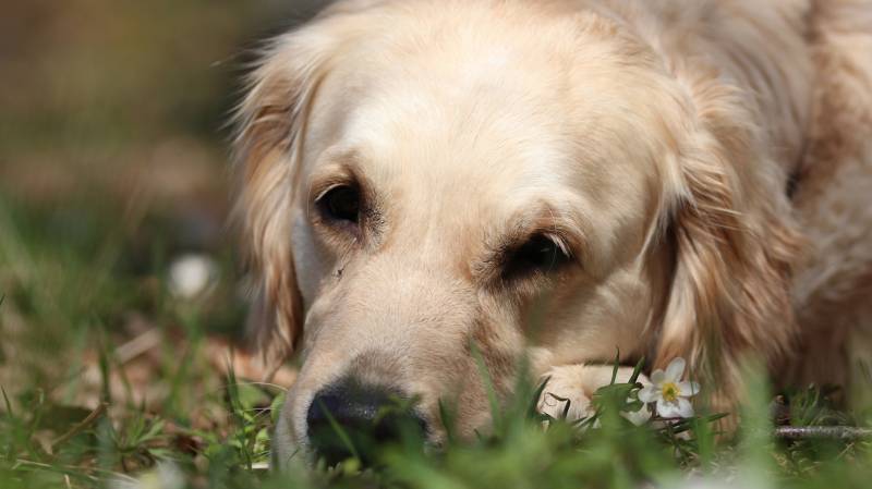 温顺的金毛寻回猎犬动物壁纸