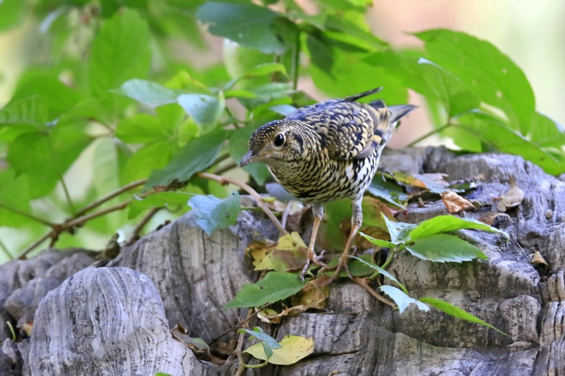 虎斑地鶇鳥類圖片