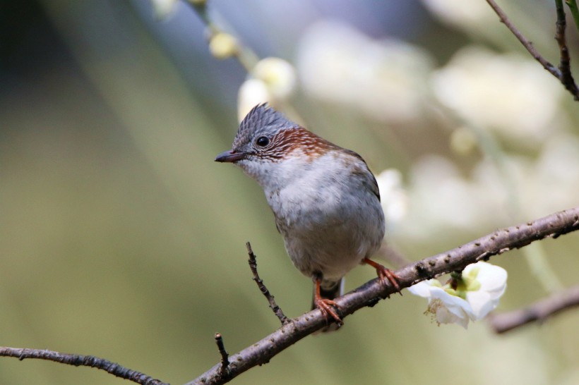 栗耳鳳鹛圖片