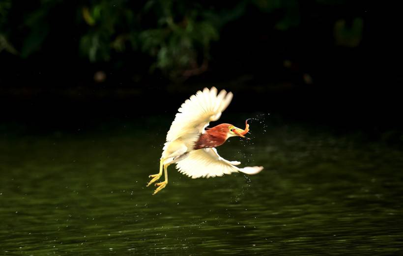 中國(guó)鳥類動(dòng)物池鷺攝影圖片