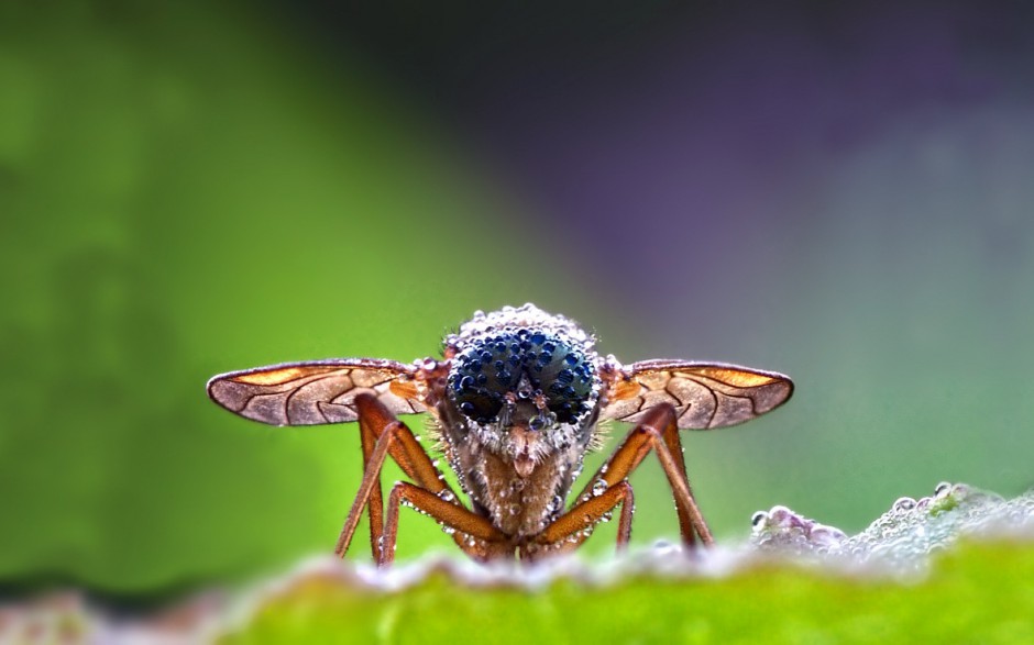 常见的昆虫动物苍蝇图片