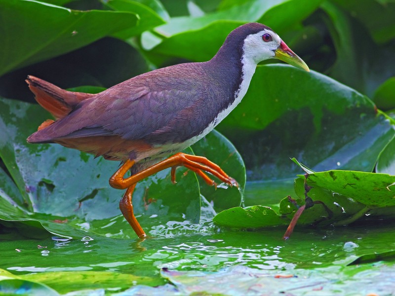 白胸苦惡鳥圖片