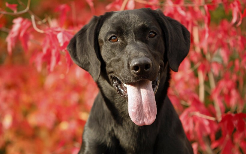 黑色拉布拉多犬圖片