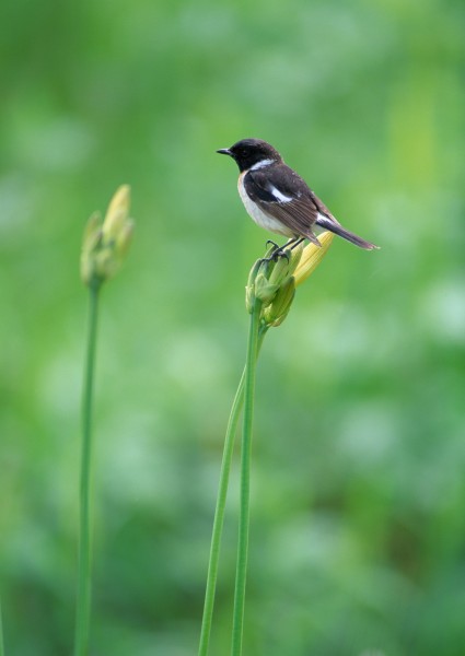 夏季樹枝上的鳥圖片