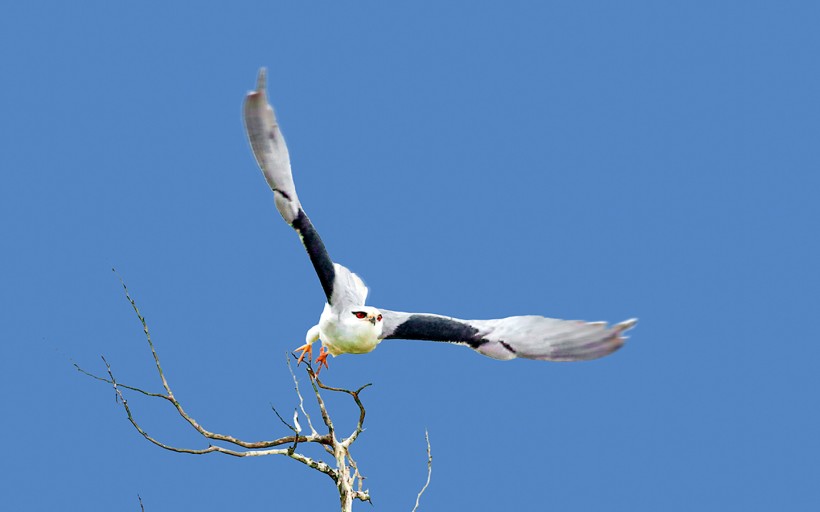 黑翅鳶鳥類圖片